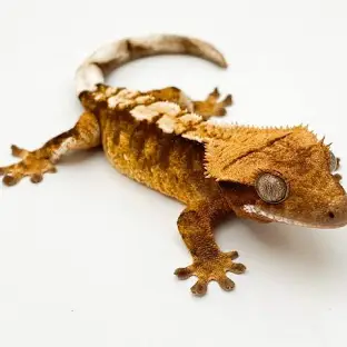 Gecko Crestado