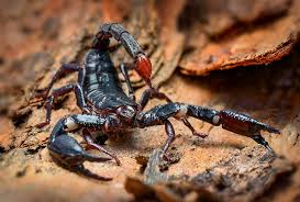 Escorpión Emperador